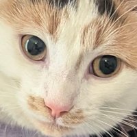 Crypto Colleen (@cryptocolleen56) 's Twitter Profile