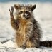 racoon (@leftistracoon) Twitter profile photo racoon (@leftistracoon) Twitter profile photo