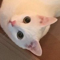 あ (@xvucox) 's Twitter Profile