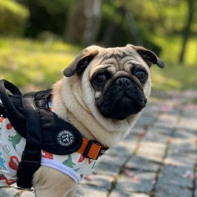 ルリ🐶2024.6.8生まれの男の子パグ🎏🌻7.6kgの小柄くん/ちまき🐶2025.1.28生まれの女の子🎀🌷犬と人間の4人(匹)田舎でのんびり暮らしています。犬全般好きです!いつか大型犬も飼ってみたい!
