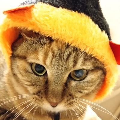 ぽんこつサービスエンジニア。機械修理より人の不安を解消したい志。最近は各地の選挙戦を拝見し、考えを伝えることの大事さを学んでます。初心者漫遊士。