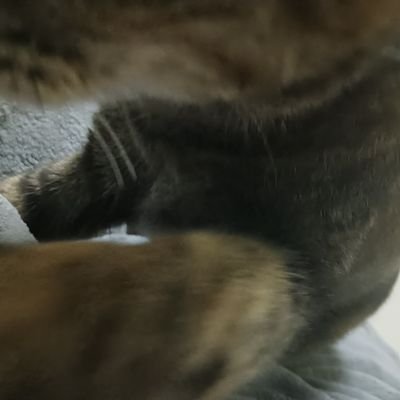 kire_neko_'s profile picture. ねこのなかにはねこがいる