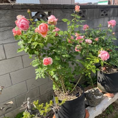 薔薇、盆栽、園芸の趣味アカウントです。無言フォロー歓迎🌹大宮盆栽祭りをきっかけにアカウント作りました。仲良くしてください😇完成された作品も自分好みに仕立てる作品も小品から大品まで幅広く観るの好きです。薔薇は主に、新苗から育てています。