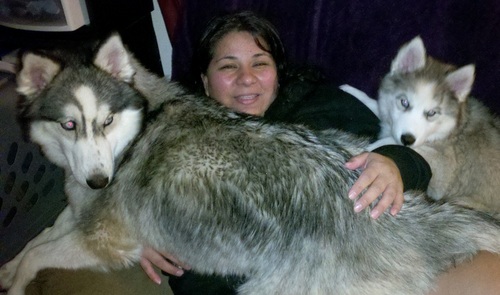 Loving life, friends, family and my new addition my snow beasts Anook and Meisha
