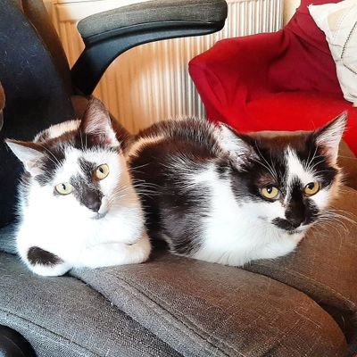 somos dos gatitas de 5 meses y medio que necesitan adopción urgente.😻
No podemos estar más tiempo en la casa de acogida 🥺🙏
📍Quintanar de la Orden, Toledo
