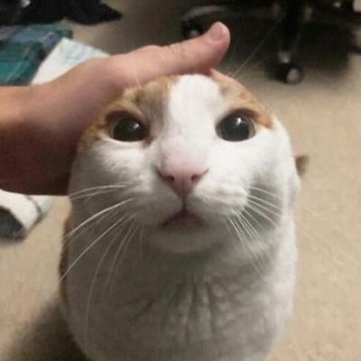 ko_co_name's profile picture. 🐈♥️🌻