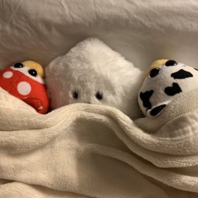 shirowooyu's profile picture. 🤍