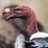 Monteiro_CRF19's profile image