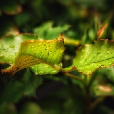 disimata93943's profile picture. Sưu tầm tượng nhỏ, Làm đồ chơi từ vật liệu tái chế, Tìm hiểu về các loại cây cảnh để bàn