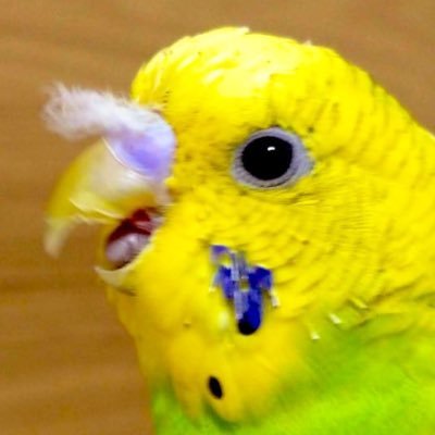 いなさくさんのプロフィール画像
