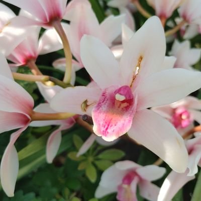 宇宙の森羅万象と女性の神秘を探求中。
世界の花華と鳥たちを観てみたい。
路傍の花にも、街角の花・鳥・佳人にも愛の目を注ぎたい。
バーチャル喫茶店:猪目カフェ準備中。媚薬・薬用茶など取扱。18歳以上。