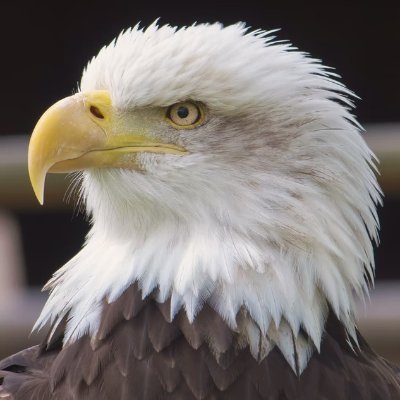 andrademleandro's profile picture. Open Source, Software Developer, #nodejs, #javascript