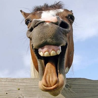 buribbi's profile picture. Account Satirico