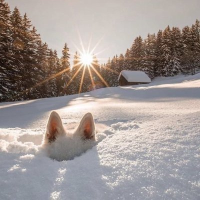 eternalddusk's profile picture. Zihnimden geçen dağınık cümleleri dağınık şekilde not alma aracımdır.