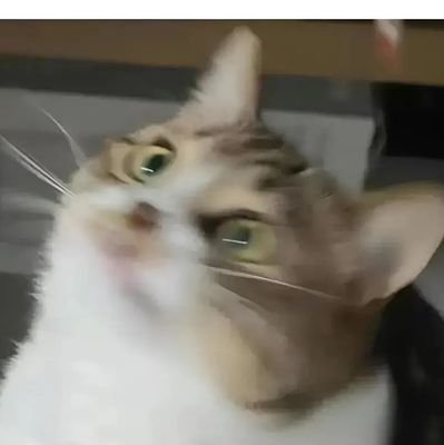 tutu_dog2's profile picture. 