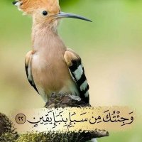 هدهد سبأ (@hdhd1237961) 's Twitter Profile