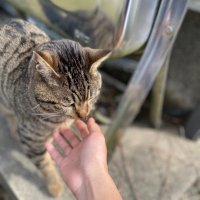 にゃん!れおちゃんねる (@leo_nitizyo) 's Twitter Profile Photo にゃん!れおちゃんねる (@leo_nitizyo) 's Twitter Profile Photo