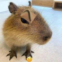 Manuh🔞 (@freakycapy) 's Twitter Profile