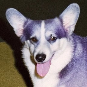 PurpCorgi's profile picture. I am a White Man, also Aspiring Laos Sexpat Cuckold Male Feminist