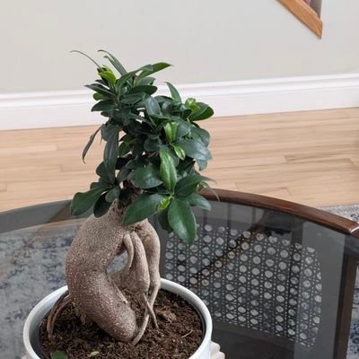 hassanz75's profile picture. 