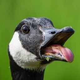 Da_Furry_Ash's profile picture. Hello I'm Ash won't post professional hairball the only clankers that are good are the mighty B-1 Battle Droid 
🟨⬜️🟪⬛️