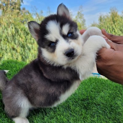 mesutjunior's profile picture. sub