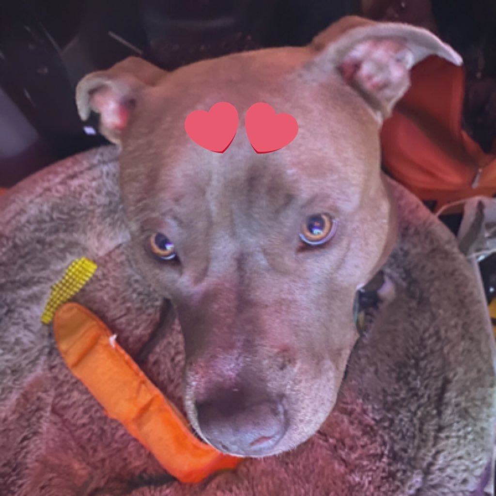 hack_pi3's profile picture. 