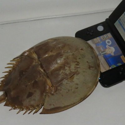 liza__dino0's profile picture. Just a personal acc lol. Using it only for look for TF media lmao-