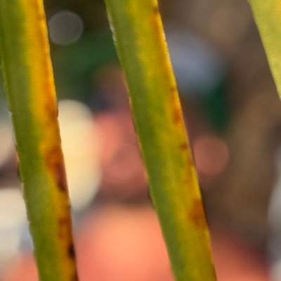 Zequitomdp's profile picture. 