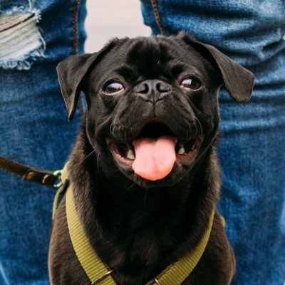 Helping fix behavior issues 🐶 | Daily dog training tips & dog facts 🐾 | Follow for a smarter, happier dog — 1 tweet at a time.
