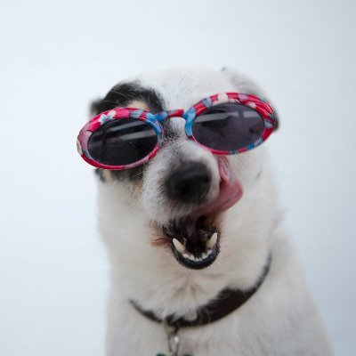 doghubusa's profile picture. 