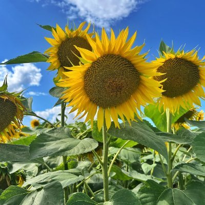 legendsgolfatl's profile picture. Golf enthusiasts