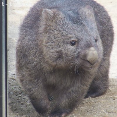 chome46300's profile picture. 食と旅とウォンバットを愛でる50代