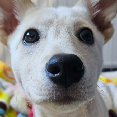 キャンプ場の看板犬のまりんさんです。
保護犬だったわんちゃんがキャンプ場でのほのぼのライフをお届けします💡
