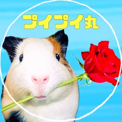 2022年10月生まれのお転婆モルモット🐹🎀トレンドは膝に乗ってレタスを要求することです🥬水の音に反応してプイプイ鳴きます🚿
動物全般好きです✨
モル飼いさま、モル好きさまと繋がれたら嬉しいです🥰