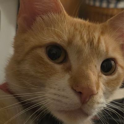 codingchicken2's profile picture. I like Minecraft and other stuff