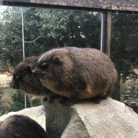 なんでこうなる (@corynecola) 's Twitter Profile