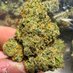 WEED IN MINNESOTA (@weed_minnesotaa) Twitter profile photo WEED IN MINNESOTA (@weed_minnesotaa) Twitter profile photo