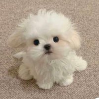 Gใเพเฝฒ (@gmin0clock__) 's Twitter Profile Photo Gใเพเฝฒ (@gmin0clock__) 's Twitter Profile Photo