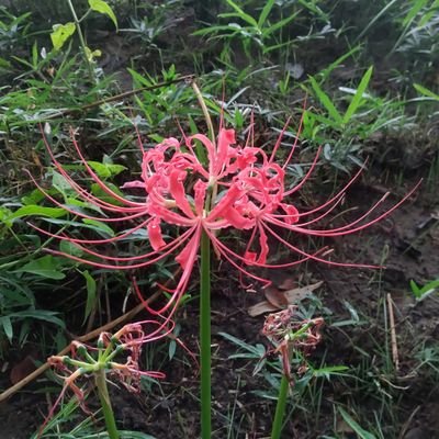 五百籏頭 航/ Koh Iokibeさんのプロフィール画像