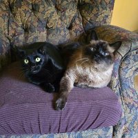 Selene Sebastian Diego and Leonidas (@selenediego2022) 's Twitter Profile Photo Selene Sebastian Diego and Leonidas (@selenediego2022) 's Twitter Profile Photo