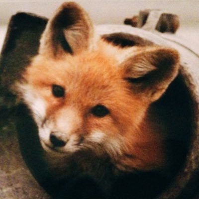 foxydyl's profile picture. @D0nn1e_D1v1ne 's victim & God.