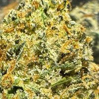 WEED PLUG TEXAS (@weed_plugtx) 's Twitter Profile
