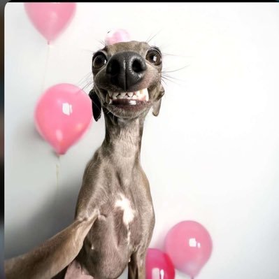 nggaplsbtc's profile picture. 