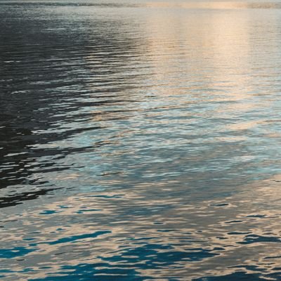 PawsAndViews's profile picture. 