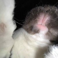 ೃ⁀➷ 🍓MAGGIE🥕┆The bunny of r.. recovery. (@imsorrydae) 's Twitter Profile