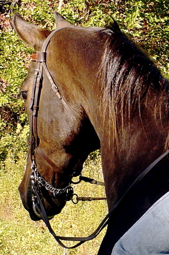 I am a special education teacher at a small rural high school. I live on a hobby farm with my husband and two sons. I am an avid equestrian and author.