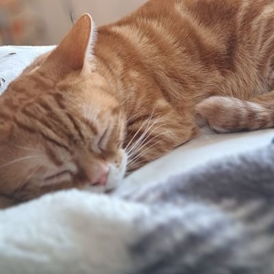 🐾🐈‍⬛シィン🐾🍂さんのプロフィール画像