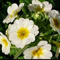 ゆっく💜 (@po6p106) 's Twitter Profile Photo