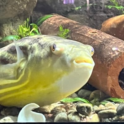 VOdebrant65004's profile picture. 